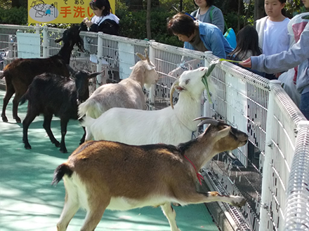 ヤギ